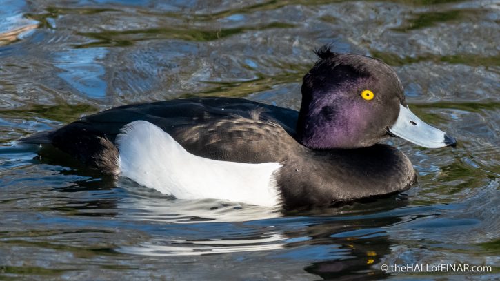 Tufted Duck - The Hall of Einar - photograph (c) David Bailey (not the)