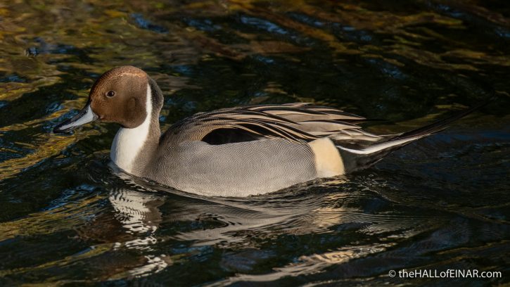 Pintail - The Hall of Einar - photograph (c) David Bailey (not the)