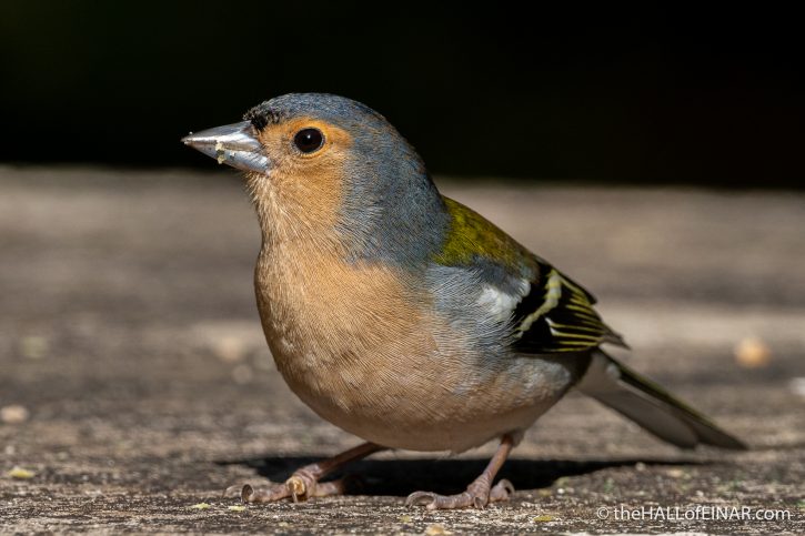 Madeira Chaffinch - The Hall of Einar - photograph (c) David Bailey (not the)