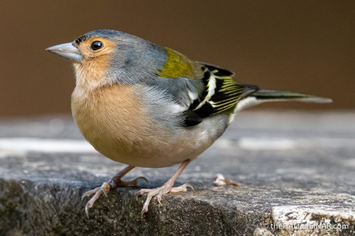 Madeira Chaffinch - The Hall of Einar - photograph (c) David Bailey (not the)