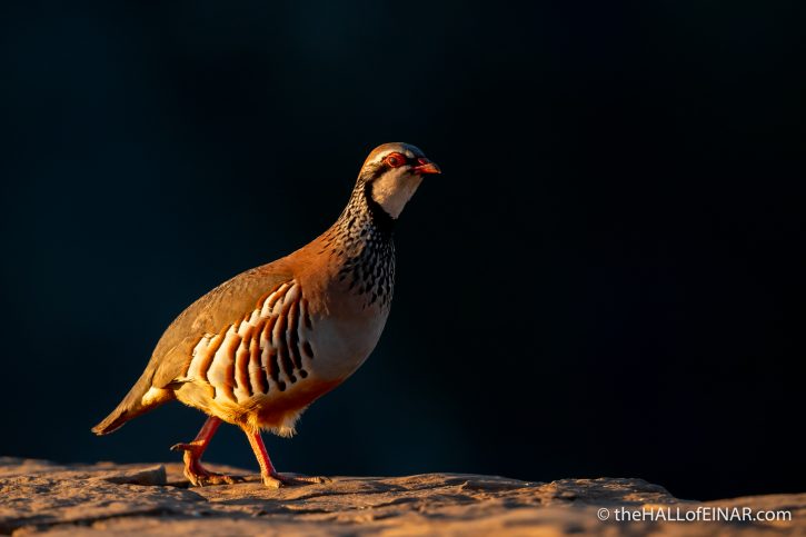 Red-Legged Partridge - Madeira - The Hall of Einar - photograph (c) David Bailey (not the)
