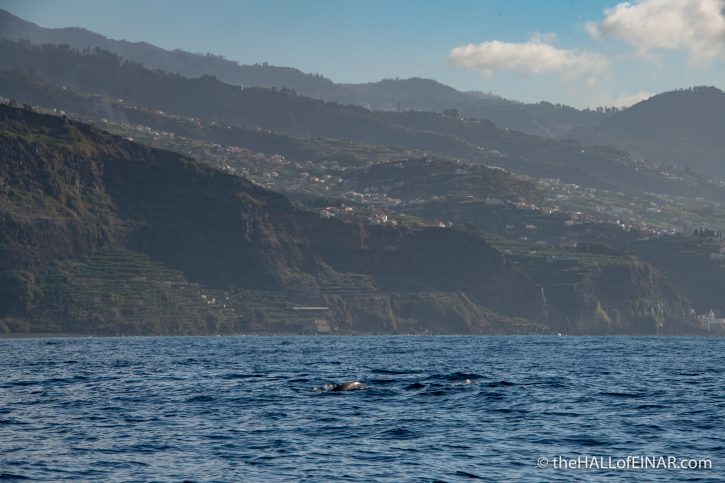 Common Dolphins - Madeira - The Hall of Einar - photograph (c) David Bailey (not the)