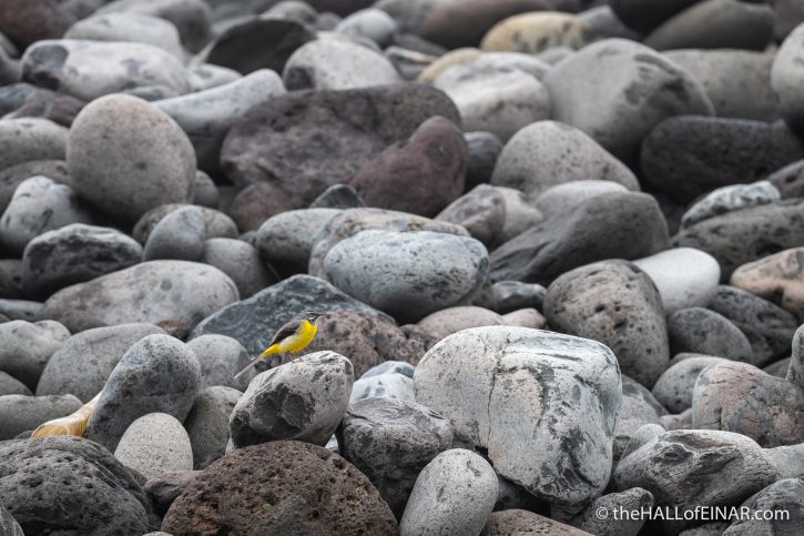 Grey Wagtail - Madeira - The Hall of Einar - photograph (c) David Bailey (not the)