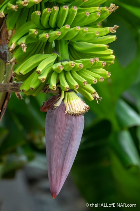 Bananas - Madeira - The Hall of Einar - photograph (c) David Bailey (not the)