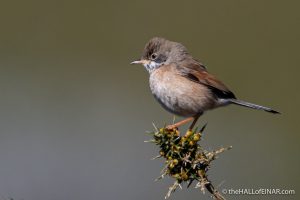 Spectacled Warbler - Madeira - The Hall of Einar - photograph (c) David Bailey (not the)