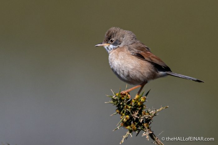 Spectacled Warbler - Madeira - The Hall of Einar - photograph (c) David Bailey (not the)