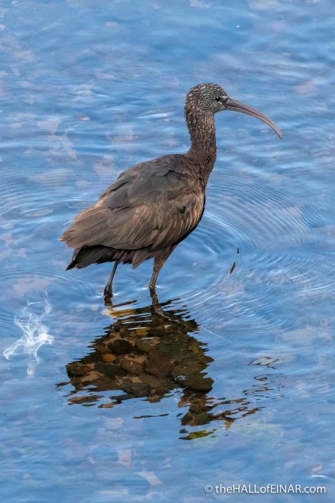 Glossy Ibis - Madeira - The Hall of Einar - photograph (c) David Bailey (not the)