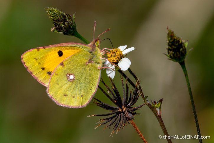 Clouded Yellow - Madeira - The Hall of Einar - photograph (c) David Bailey (not the)