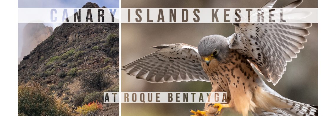 Canary Islands Kestrel - Gran Canaria - The Hall of Einar - photograph (c) David Bailey (not the)