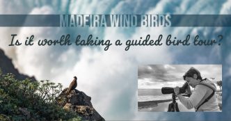 Madeira Wind Birds - The Hall of Einar - photograph (c) David Bailey (not the)