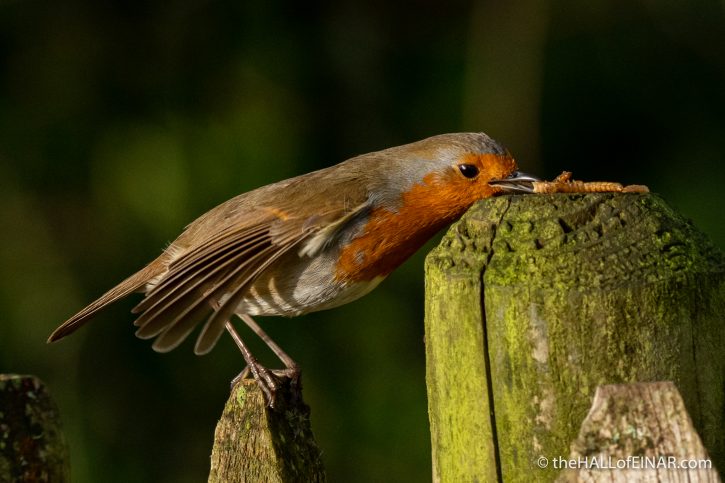 Robin at Stover - The Hall of Einar - photograph (c) David Bailey (not the)