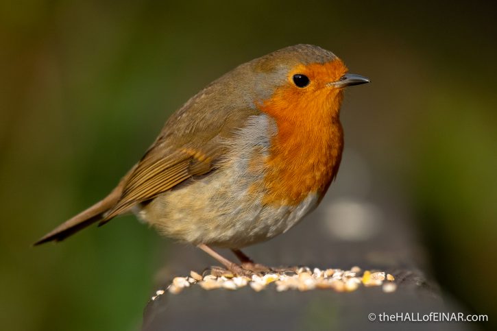 Robin at Stover - The Hall of Einar - photograph (c) David Bailey (not the)