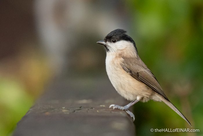 Marsh Tit at Stover - The Hall of Einar - photograph (c) David Bailey (not the)
