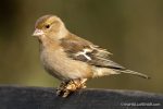 Chaffinch at Stover - The Hall of Einar - photograph (c) David Bailey (not the)