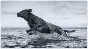 Dog in the water - Brixham - The Hall of Einar - photograph (c) David Bailey (not the)