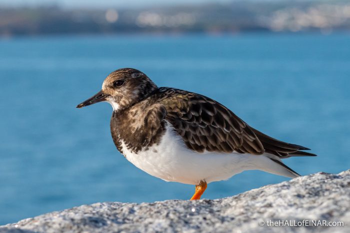 Brixham - The Hall of Einar - photograph (c) David Bailey (not the)