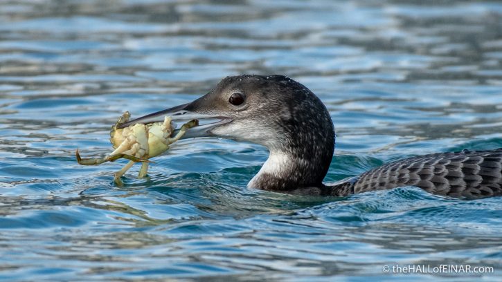 Great Northern Diver - Brixham - The Hall of Einar - photograph (c) David Bailey (not the)