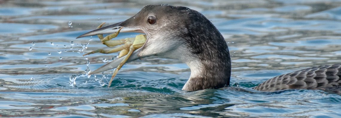 Great Northern Diver - Brixham - The Hall of Einar - photograph (c) David Bailey (not the)