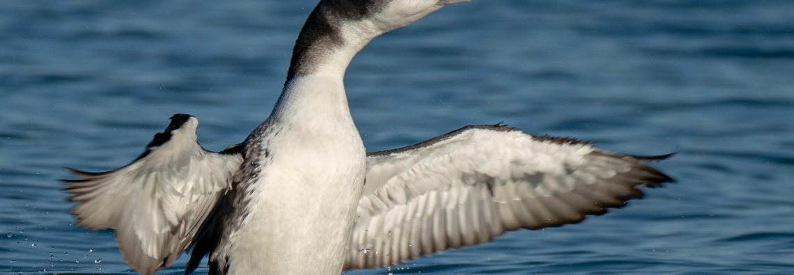 Great Northern Diver - The Hall of Einar - photograph (c) David Bailey (not the)