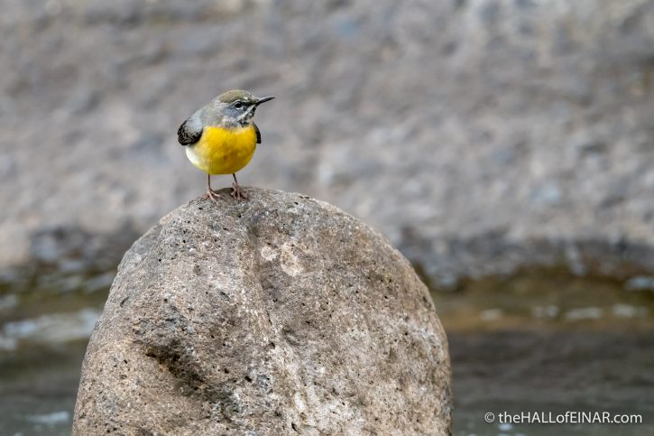 Grey Wagtail - Madeira - The Hall of Einar - photograph (c) David Bailey (not the)