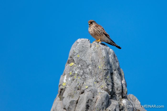 Kestrel - Madeira - The Hall of Einar - photograph (c) David Bailey (not the)