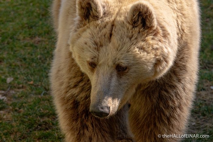 Brown Bear - Orecchiella - The Hall of Einar - photograph (c) David Bailey (not the)
