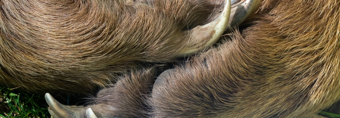 Brown Bear - Orecchiella - The Hall of Einar - photograph (c) David Bailey (not the)