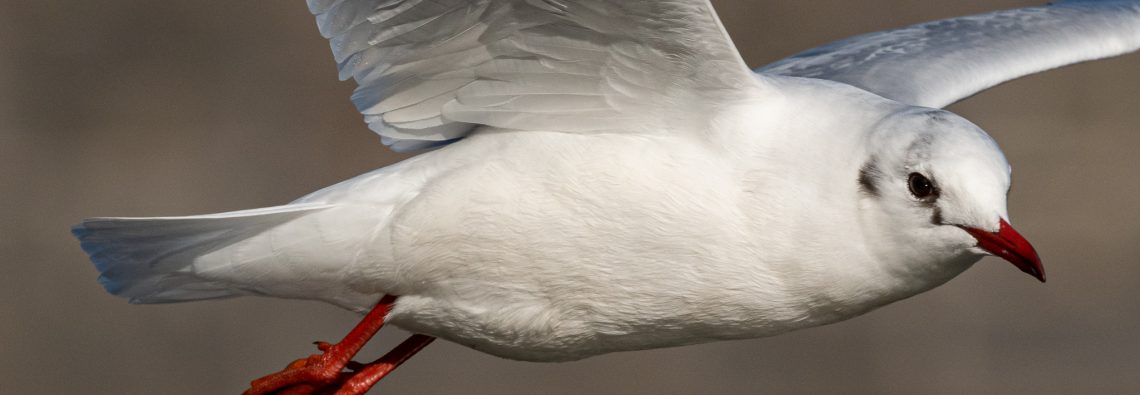 Black Headed Gull - Town Quay - The Hall of Einar - photograph (c) David Bailey (not the)