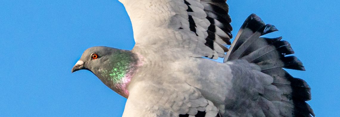 Pigeon - The Hall of Einar - photograph (c) David Bailey (not the)