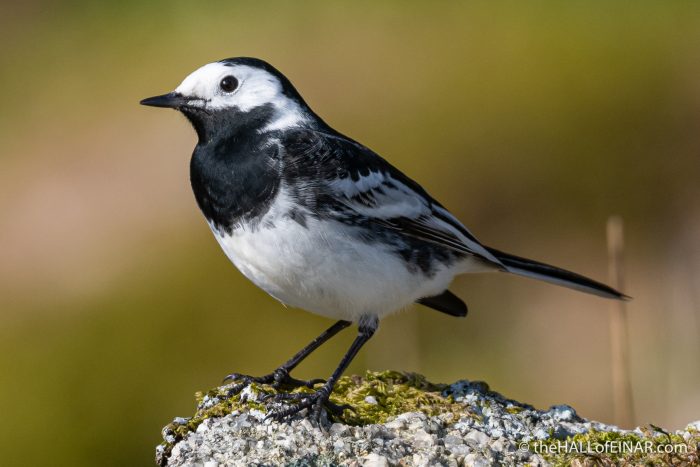 Dartmoor - The Hall of Einar - photograph (c) David Bailey (not the)