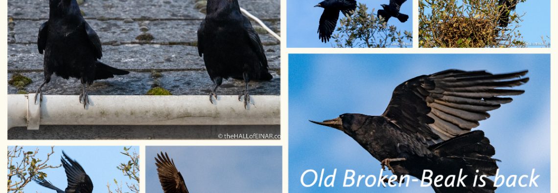 Rook - The Hall of Einar - photograph (c) David Bailey (not the)