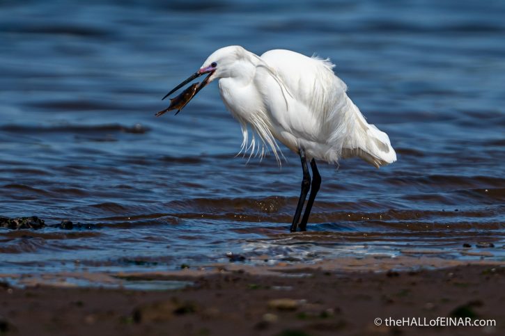 Little Egret - River Teign - The Hall of Einar - photograph (c) David Bailey (not the)