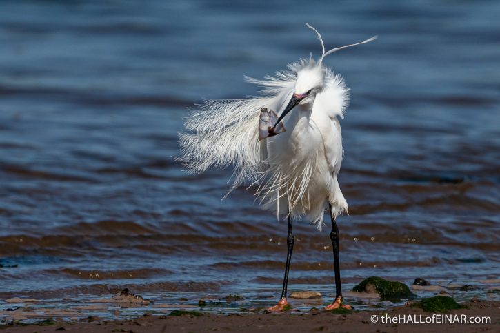 Little Egret - River Teign - The Hall of Einar - photograph (c) David Bailey (not the)