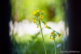 Cowslip - River Teign - The Hall of Einar - photograph (c) David Bailey (not the)