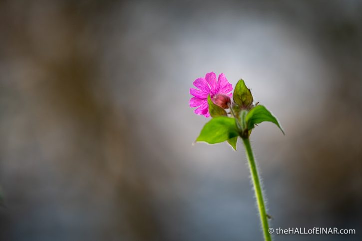 Red Campion - River Teign - The Hall of Einar - photograph (c) David Bailey (not the)