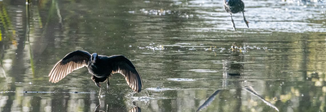 Coots - Stover - The Hall of Einar - photograph (c) David Bailey (not the)