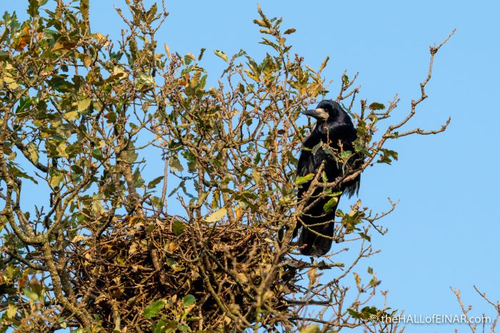 Rook - The Hall of Einar - photograph (c) David Bailey (not the)