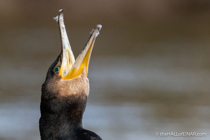 Cormorant - The Hall of Einar - photograph (c) David Bailey (not the)