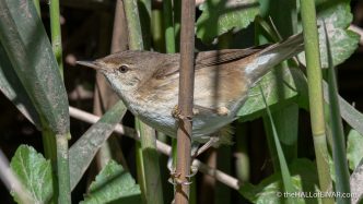 Reed Warbler - The Hall of Einar - photograph (c) David Bailey (not the)