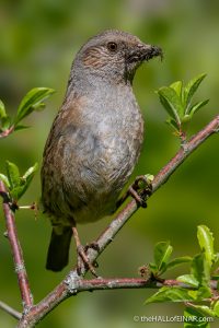 Dunnock - The Hall of Einar - photograph (c) David Bailey (not the)