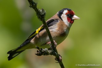 Goldfinch - The Hall of Einar - photograph (c) David Bailey (not the)