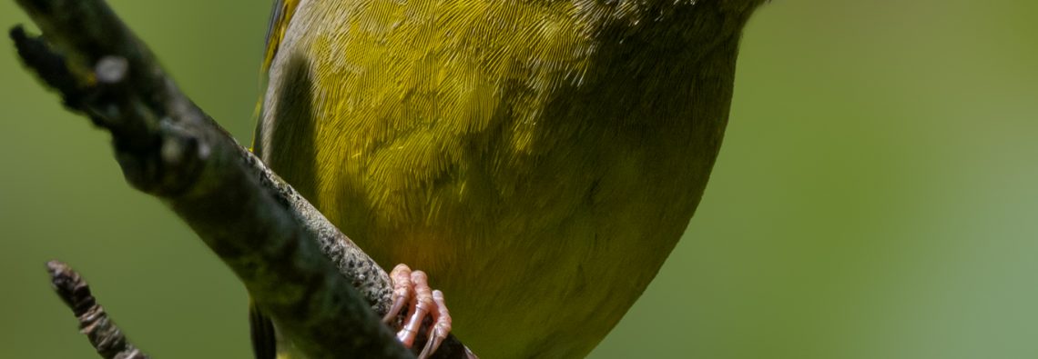 Greenfinch - The Hall of Einar - photograph (c) David Bailey (not the)