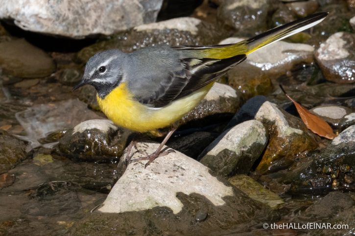 Grey Wagtail - The Hall of Einar - photograph (c) David Bailey (not the)