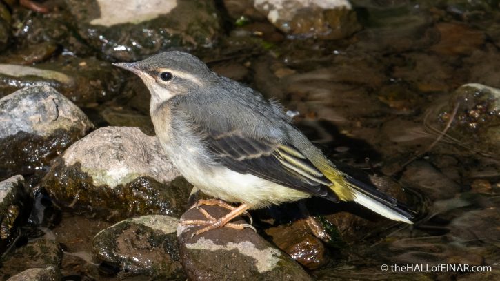 Grey Wagtail - The Hall of Einar - photograph (c) David Bailey (not the)