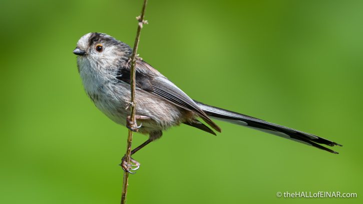Long-Tailed Tit - The Hall of Einar - photograph (c) David Bailey (not the)