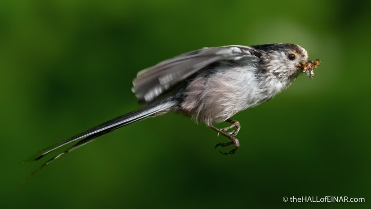 Long-Tailed Tit - The Hall of Einar - photograph (c) David Bailey (not the)