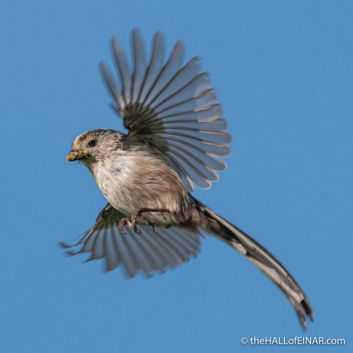 Long-Tailed Tit - The Hall of Einar - photograph (c) David Bailey (not the)