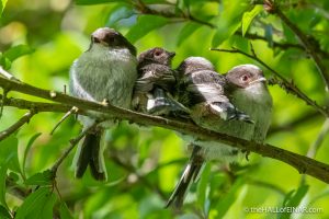 Long-Tailed Tits - The Hall of Einar - photograph (c) David Bailey (not the)