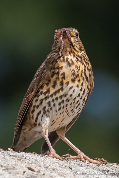 Song Thrush - The Hall of Einar - photograph (c) David Bailey (not the)