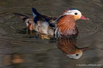 Mandarin Duck - The Hall of Einar - photograph (c) David Bailey (not the)